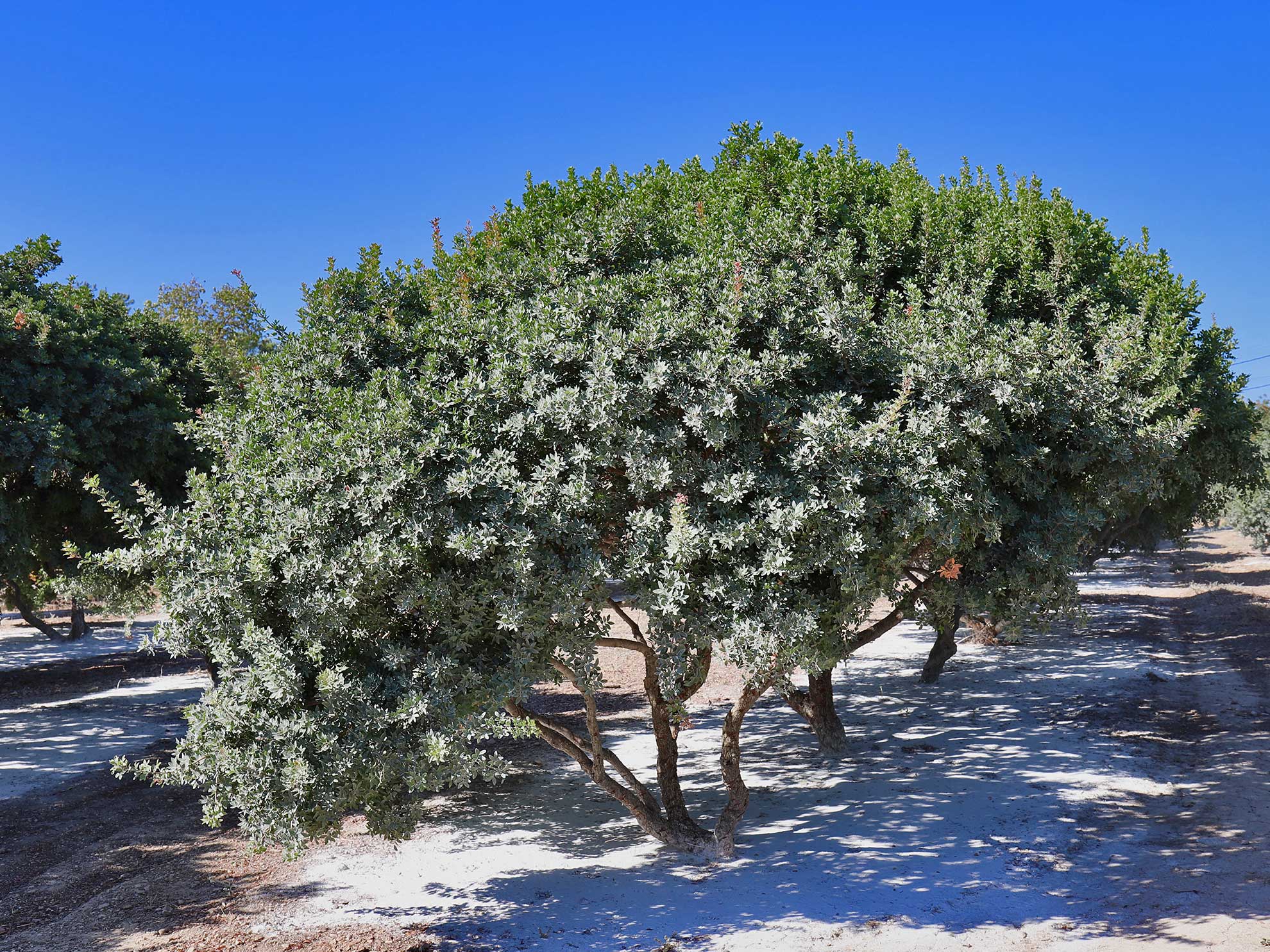 Masztika, pistacia